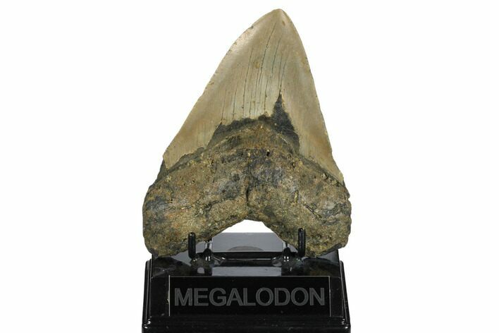 Fossil Megalodon Tooth - North Carolina #172588